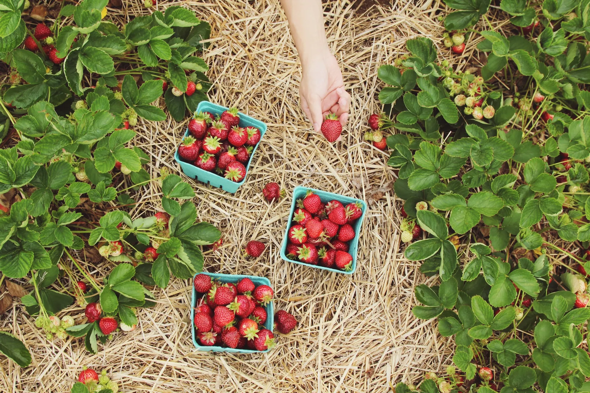 A photo of a strawberry garden